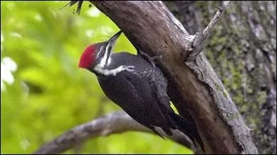 Quel est le nom de cet oiseau ?