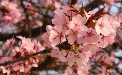Sur cette photo, on peut voir des fleurs jaunes.
