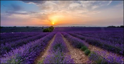 Sur cette photo, on peut voir un champ de lavande.