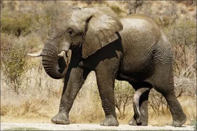 Lequel de ces lphants a les plus grandes oreilles ?
