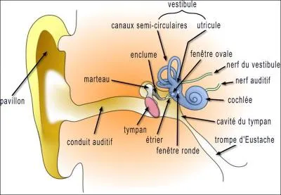 Dans quelle partie de l'oreille se trouve le labyrinthe ?