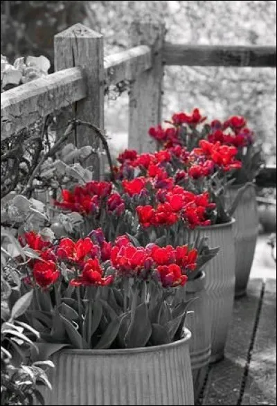 Quelle est cette émission diffusée à la télévision à partir de 1998, d'après une idée de Stéphane Marie ?