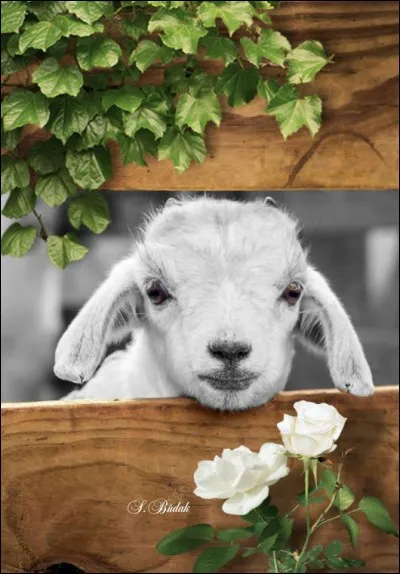 Qui a écrit "Le Silence des agneaux" ?