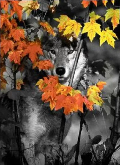 Dans un texte de quel écrivain, pouvons-nous lire "Mais les enfants du loup se jouaient en silence, sachant bien qu'à deux pas ne dormant qu'à demi, se couche dans ses murs, l'homme, leur ennemi" ?