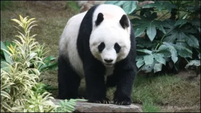 Si tu es fan des pandas tu devrais connaître la légende 
qui explique comment les pandas ont le tour des yeux noirs et les oreilles noires :