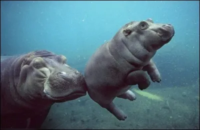 On n'imagine pas à quel point ils sont différents sous l'eau : ils ont des airs de ballerines. C'est beau de voir comment le petit se sent en confiance : ''j'aime cela la poussée à maman''. Une recherche sur Google les classent dans animaux-souriants. J'ai lu les commentaires suivants : ''I beleive I can fly''. ''Fluffy''.
Qui sont ces animaux aquatiques ?