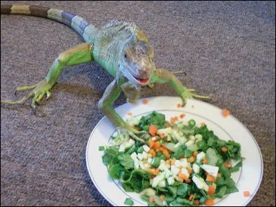 Je l'ai trouvé dans ''Smiling Animals'', accompagné par ce petit commentaire : ''Elle sourit chaque fois que nous lui servons sa salade préférée''.
Belle salade, qui sera mangée par un ... ?