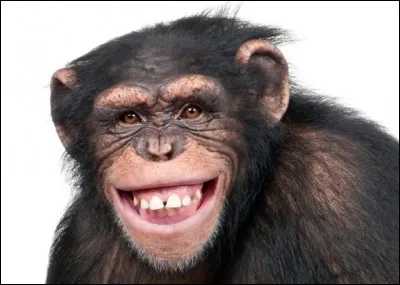 En 1872, Darwin a écrit sur les singes qui "riaient" quand on les chatouillait. Dans le règne animal, l'exposition des dents peut aussi représenter une menace, même un signe de peur ou encore de soumission : je ne crois pas que cela soit le cas pour celui de la photo.
Quelle est cette race qui a une structure dentaire similaire à l'humain avec 32 dents capables de moudre, de couper et de rire ?