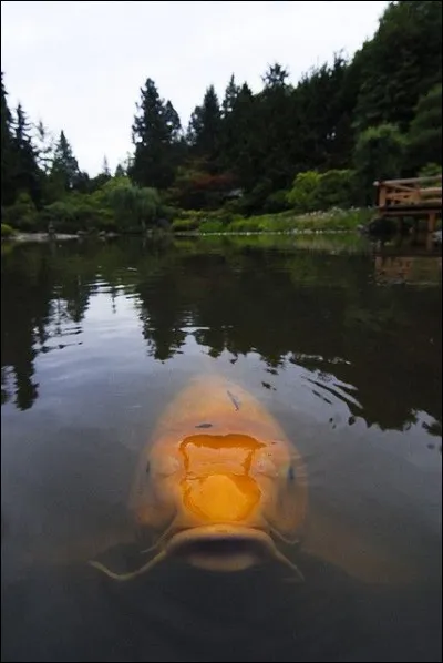 Celle-ci vit au ''Japanese Garden'' à Seattle et est, manifestement habituée à se faire nourrir, ce qui lui donne cette approche amicale. Ce poisson est végétarien et malgré sa grande taille, ce n'est pas un prédateur, ni n'en a l'allure. En Asie du Sud-Est, cette espèce spécifique est considérée comme un symbole d'amour et de virilité.Poissons non farouches à voir à votre prochain jardin japonais