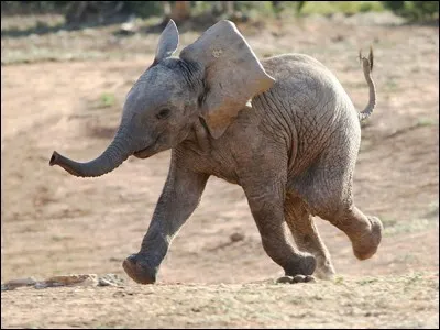 Aucun doute, ce pachyderme va bon train et est porté par l'entrain : j'imagine que son dernier bain de boue lui a rafraîchit les idées. Il se sent léger et court rejoindre maman et les amis. 
Vous devez trouver l'espèce animale de cet émule de Dumbo que j'ai trouvé dans Duncan Noakes ''Cute Smiling Animals'' ?