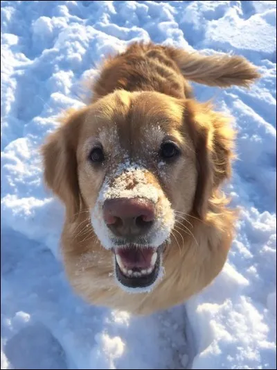 Nos amis communiquent déjà les uns avec les autres en agitant la queue, haussant le cran, montrant les dents, en changeant de posture et en élevant le ton de leurs récits. Il serait donc probable de s'attendre à ce que les sourires fassent partie de leur vocabulaire physique. On va convenir que vous savez tous la réponse à la question habituelle : juste pour compliquer un peu, je demande la race ?