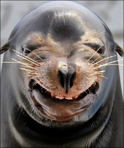 Bien, je dirais que s'il ne sourit pas, il a une sacrée bonne bouille. On en dit : ''Animal sociable par excellence, il vit en colonies nombreuses. En dépit des apparences, il est très agile sur terre où il est capable de se déplacer plus vite qu'un homme, en marchant à l'aide de ses nageoires.''
Pour cette photo, une recherche sur Google donne smiling sea lion : quel est le nom de cet animal ?