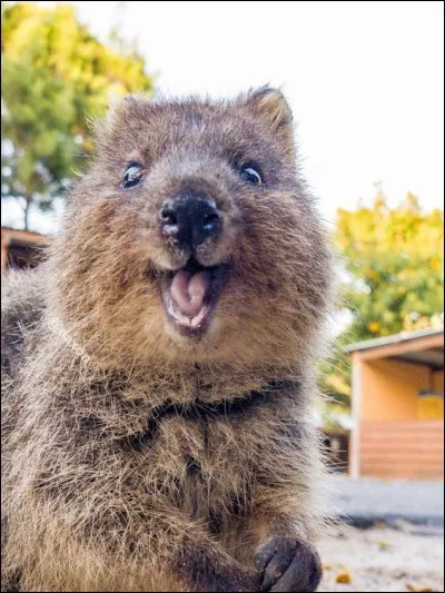 Cet ami est un petit marsupial d'Australie, appelé là-bas «l'animal le plus heureux du monde».Ses selfies font le buzz sur internet : j'ai surfé un peu et j'en ai vu avec des mimiques incroyables, si sympathiques.
Trouvez le nom de cette petite bête qui est de nature amicale et accessible : elle se montre aussi curieuse qu'inoffensive.