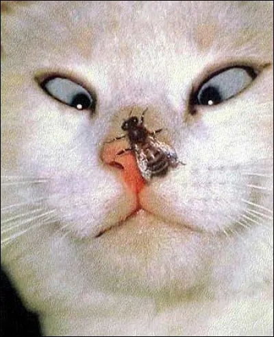 O.K. il n'est pas souriant le minet mais à sa décharge, le seriez-vous, vous avec cela sur le nez ? Il est quand même songeur et il se dit que, s'il ne fait rien, peut-être que...
Mais au fait, qu'est-ce que le chat regarde sur son nez ?