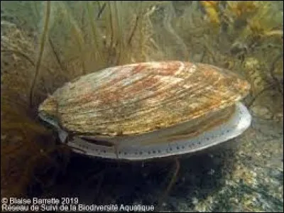 Dans quel sport peut-on "faire un biberon" ?