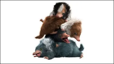 Comment s'appellent ces animaux ?