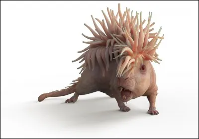 Comment s'appelle cet animal ?