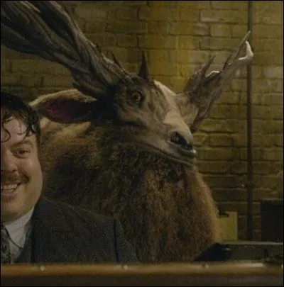 Comment s'appelle cet animal ? (en allemand)