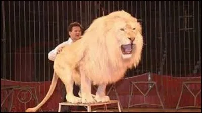 Histoire / animaux : 
Quel cirque français est le premier à avoir présenté un numéro avec un lion blanc en 2007 ?