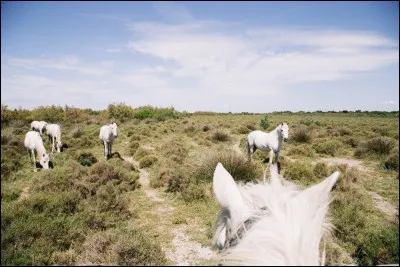 Quel poney gris originaire de France est surnommé "Cheval de mer"
