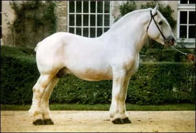 Le percheron est originaire ...