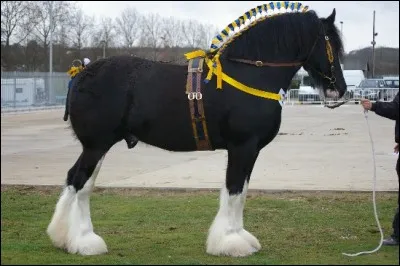 Le Shire est le cheval le plus grand du monde.