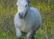 Quiz Pratique de l'quitation : galop 1 ?