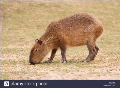 Quel est cet animal ?