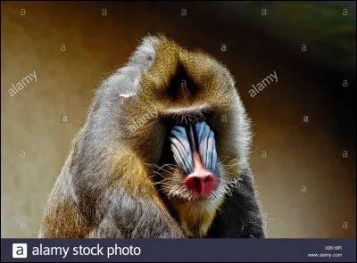 Comment s'appelle cette race de singes ?