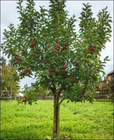 Quelles branches d'arbre sont toxiques ?
