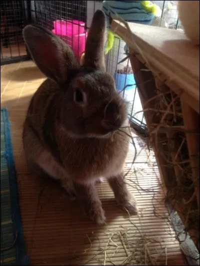 Quels sont les aliments qui usent vraiment les dents ?