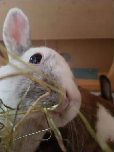 Quels sont les mouvements naturels de mastication qui aident à l'usure des dents du lapin ?