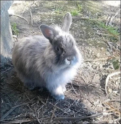 Quel aliment favorise les mouvements latéraux des mâchoires du lapin ?
