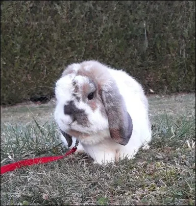 Pourquoi est-il recommandé de donner des branches et des brindilles fraîchement cueillies ?