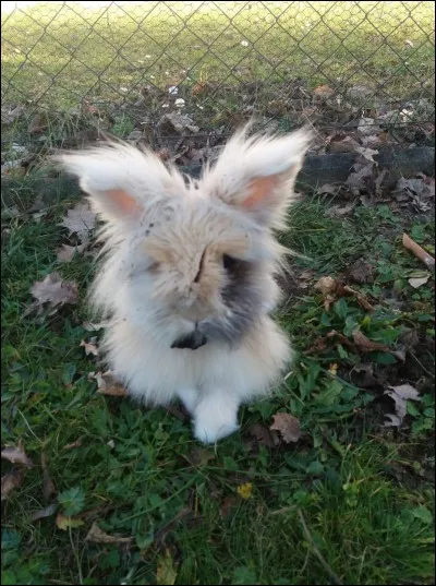 Les branches et feuilles qui sont riches en tanin...