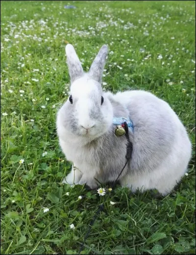 Avant de donner des branchages à votre lapin, il faut s'assurer que...