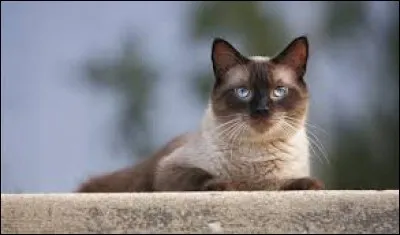 Autre nom du chardonneret !