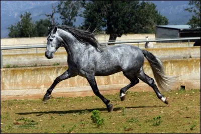 Quelle est cette allure ?