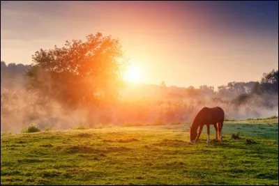 Quel est l'aliment que les chevaux ne peuvent pas 
 manger ?