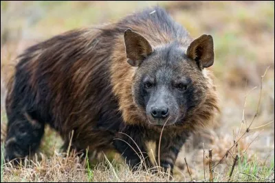 Quel est cet animal ?