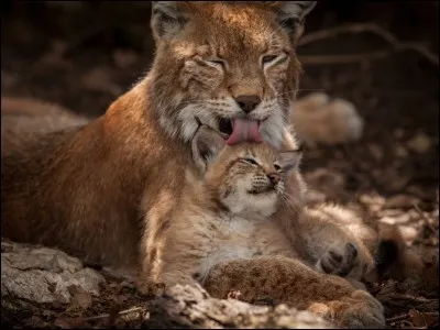 Quel est cet animal ?