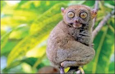 Quel est cet animal ?