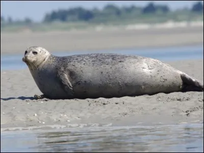 Quel est cet animal ?