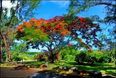 Vous pourrez prendre le bateau, depuis l'île Maurice, pour aller passer quelques heures sur cet îlot inhabité nommé "l'île aux Cerfs" véritable joyau de l'océan...