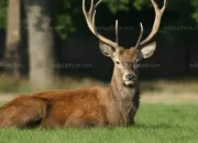 Quiz Les animaux de la fort