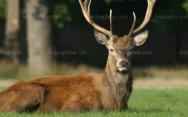 Quiz Animaux