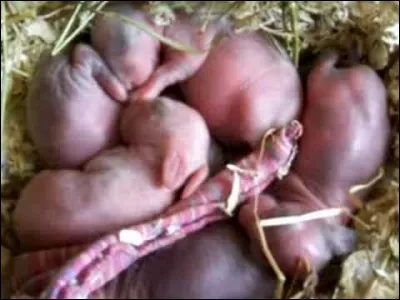 Quand les bébés lapins naissent, sont-ils toujours roses ?
