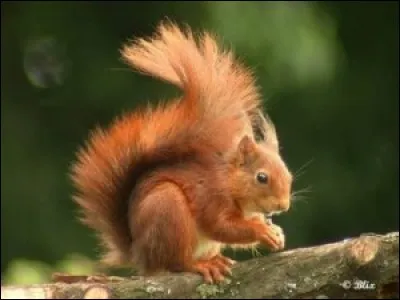 Les écureuils sont-ils toujours roux ?
