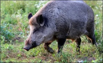 Quel est cet animal ?