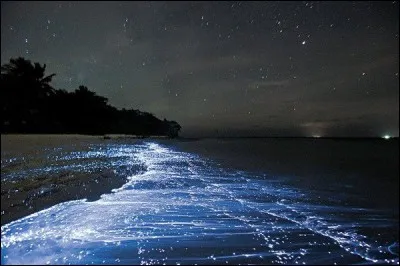 Paysage féérique, que celui de la mer d'étoiles de Vaadhoo aux Maldives, merveille de l'océan...